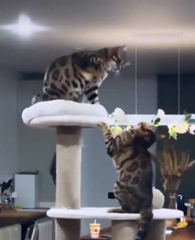 Cats catting.