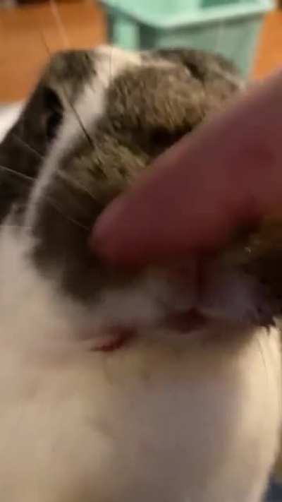 Nose rubs after stealing moms cherries.