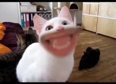 Only markiplier cat can meow like that