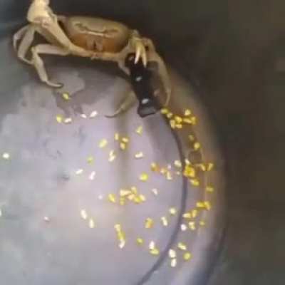 When a crab gets a knife
