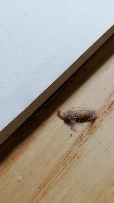 whatsthisbug