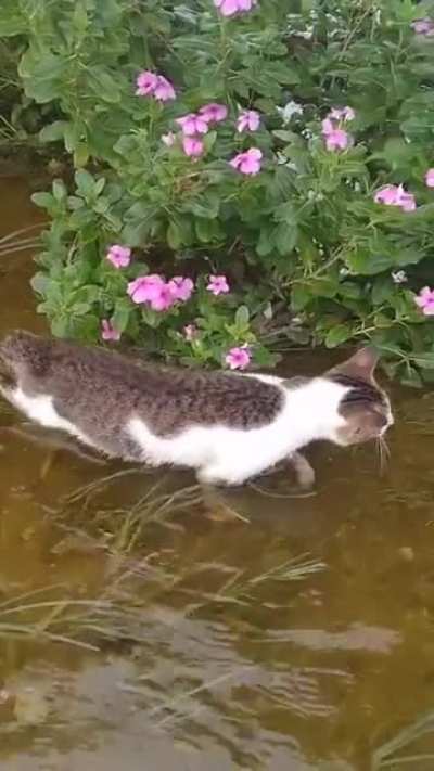 Crococats are on a mission