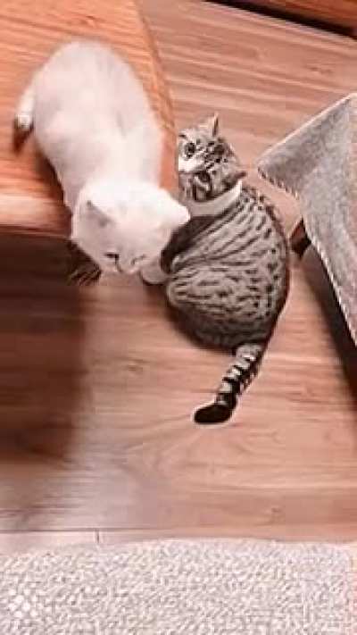 According to kitten's trajectory... I'd better intervene!