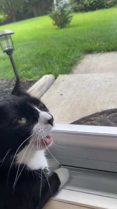 Please let me go outside so I can eat the grass and throw it all up later :(