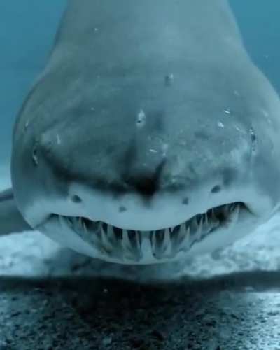The cameraman approaches the shark