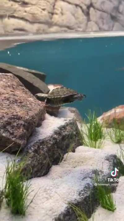 Baby turtle learning how to swim