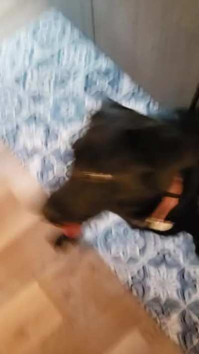 Charlotte has started learning her refrigerator retrieve sequence!