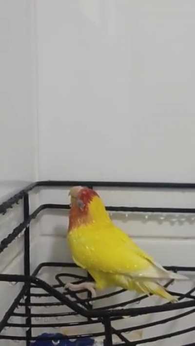 Wet chicken party!