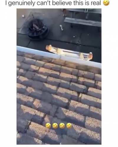 Doggo on the roof