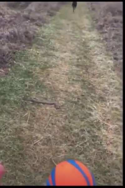 He can’t walk past the snake