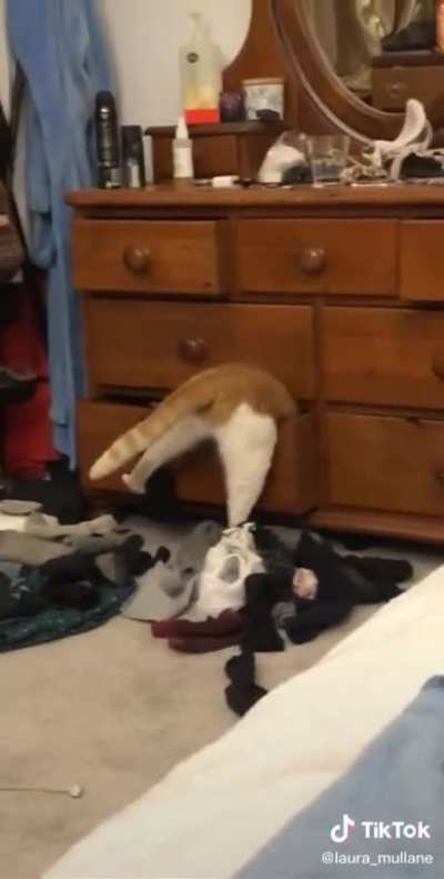 Poor chonk