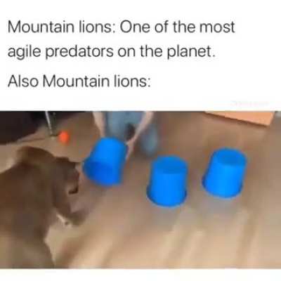 Dumbass wunk