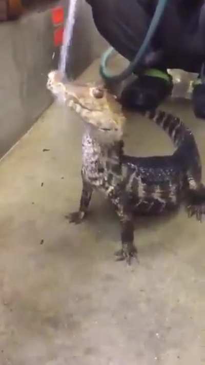 Gator form Unova