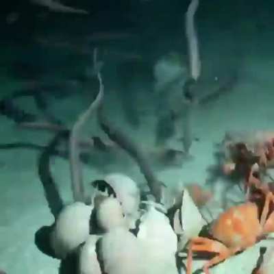 What happens to all things that die in the Open Ocean