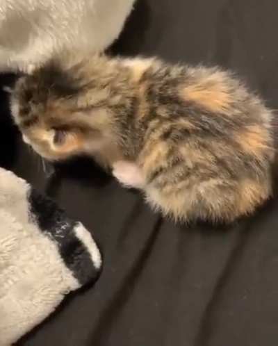 Miaaaaaaaaas