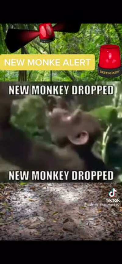 New Monke alert