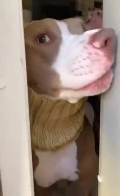 Beware of dog