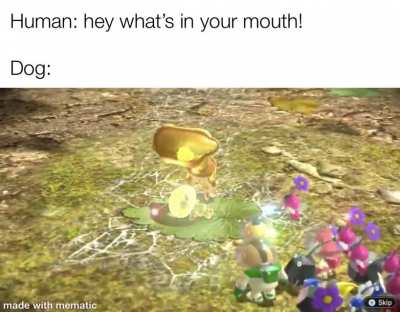 Dogs be like