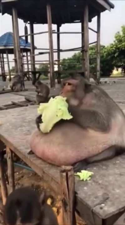 The monkey king