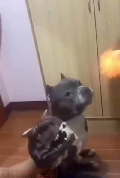 Clever dog