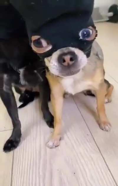 Теперь мы - банда!