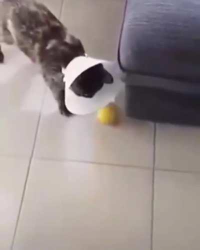 XD