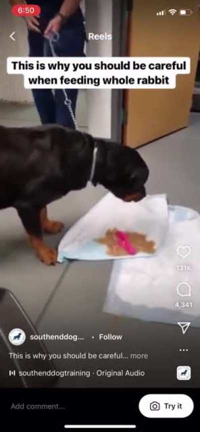PSA: Don’t let your dog eat an entire rabbit.