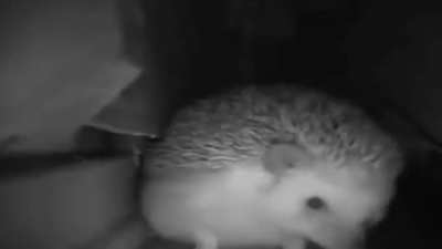 Cute Hedgehog Sneeze