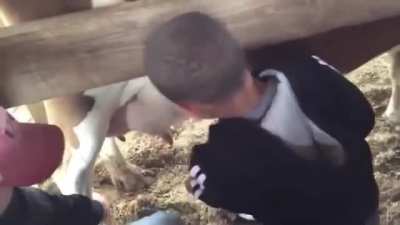 Udder stupidity