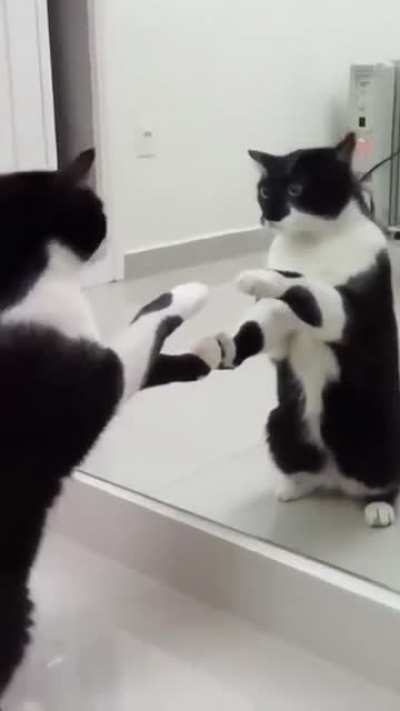 Cat figuring out its reflection for the first time