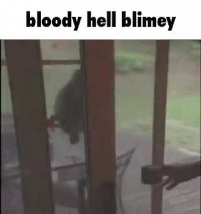 when the cat
