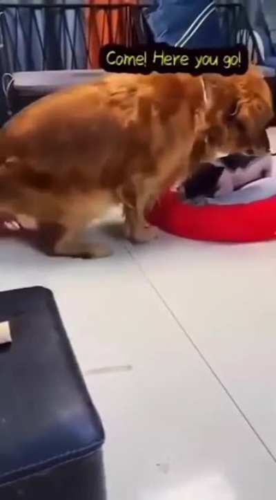this made my day 😍🐶..