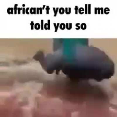 Banana all de time