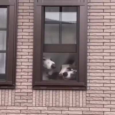 So many boops!