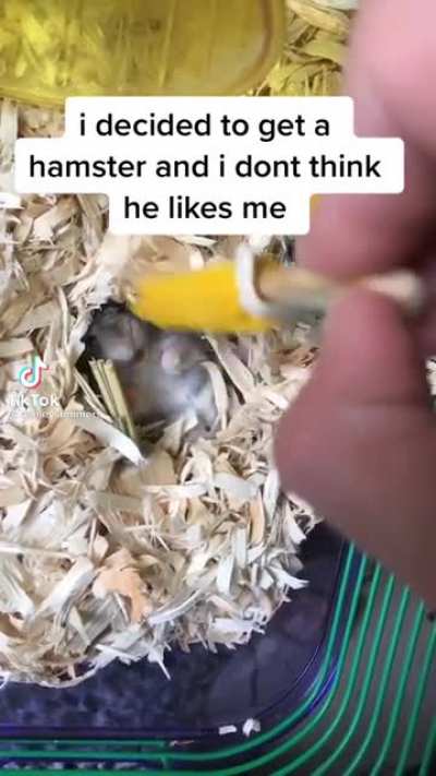 Is that what hamsters sound like?!?