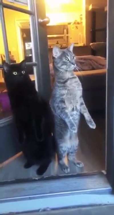 When cats prefer gossips over catnips.