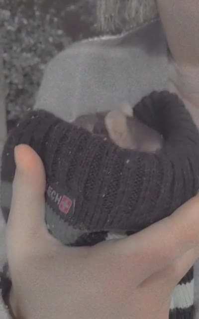 Sir Rat Rat enjoys the snow