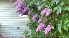 Lilac Tree