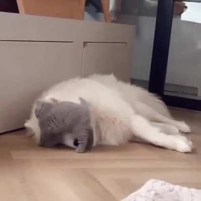Kitty wants some attention