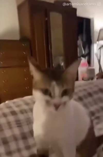 When you say your cat’s favorite word