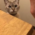 3 second video to make your day better ♥