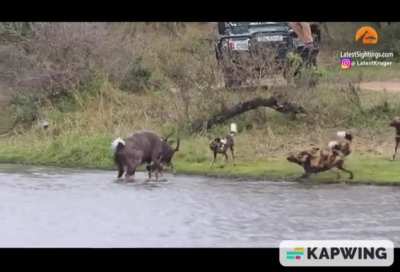an encounter between a Nyala and African wild dogs