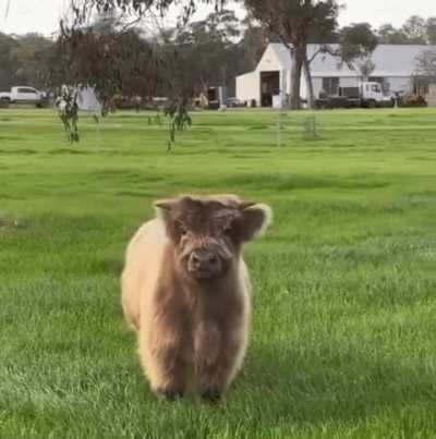 I need this cutie 🥰🥰🥰