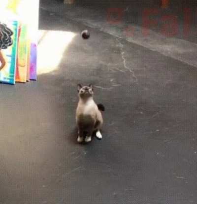 Cat reflexes