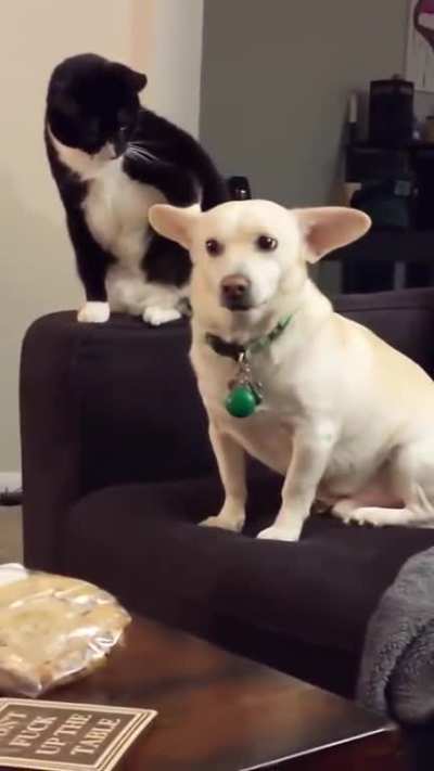 A cat catculating when to hit dog