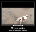 La triste historia de mi pana rodrigo (No me juzguéis mucho que es la primera vez que toco el Premiere) PD: Al perro no le pasa nada porfavor no escandalizarse mis panas