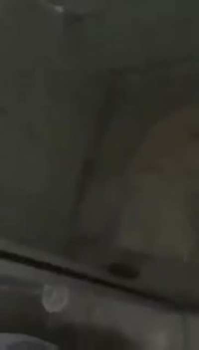 Esse rato invadiu minha casa