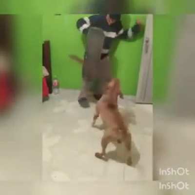 Seria um cachorro de Sapucaia?🤔
