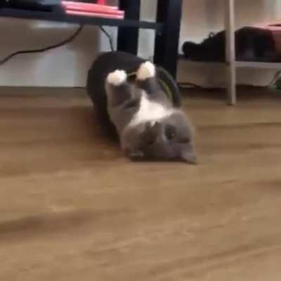 Oops! I Roll