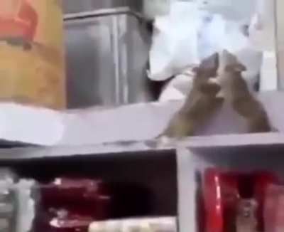 Rat